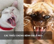 Bị Mèo Cào Có Bị Dại Không