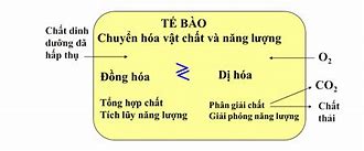 Trao Đổi Chất Trong Tiếng Anh Là Gì